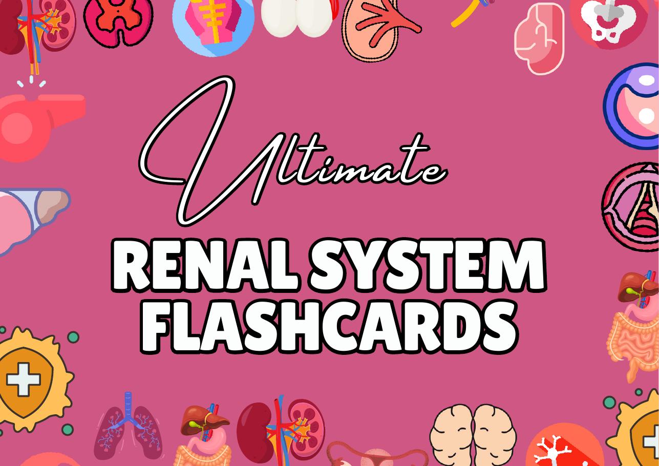 Renal System Flashcards